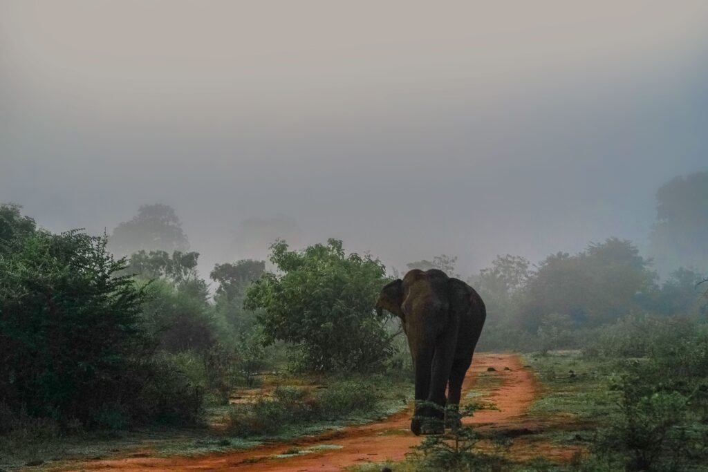 Sri Lankan landscape with elephant