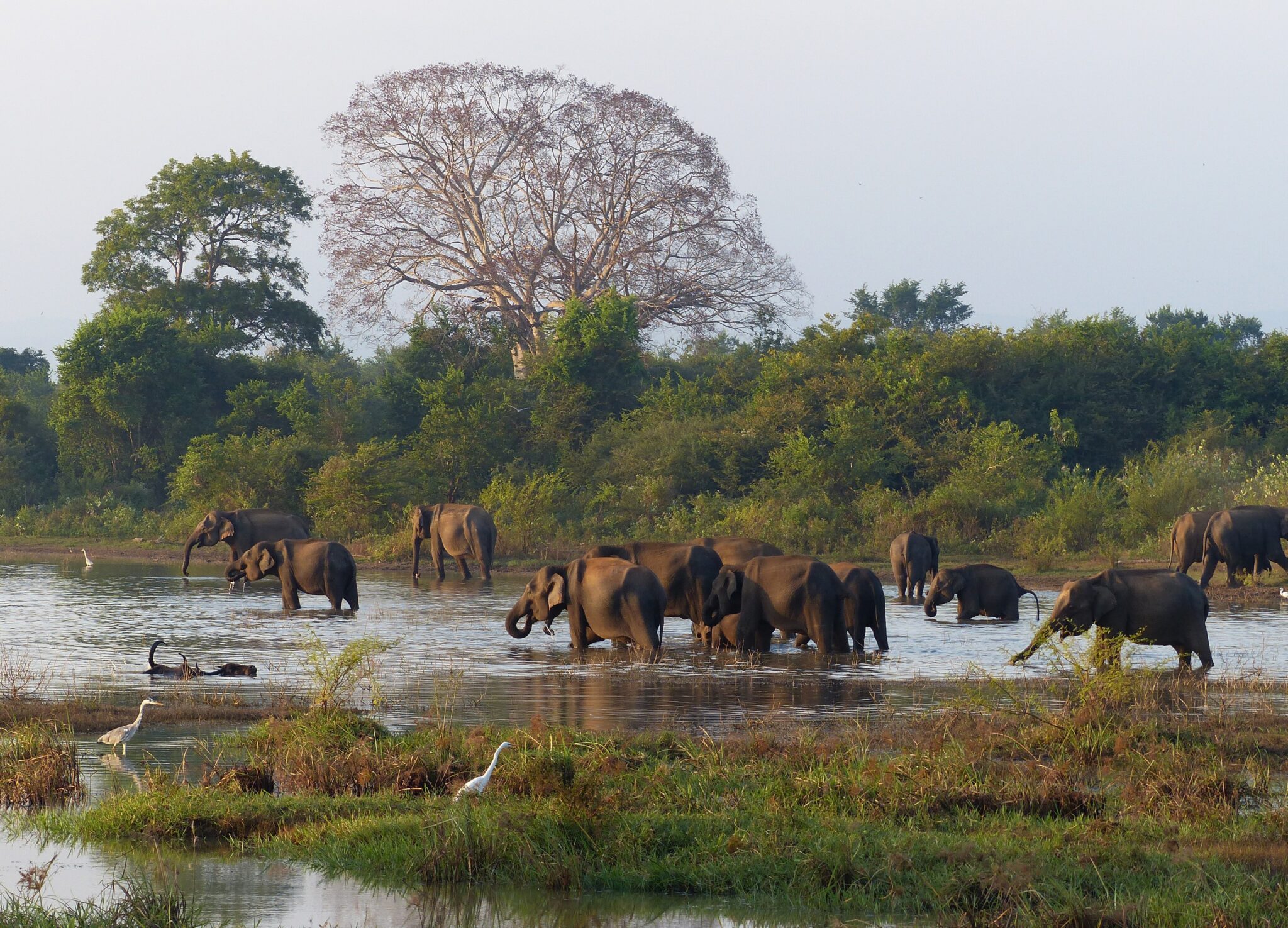Elephants in Sri Lanka